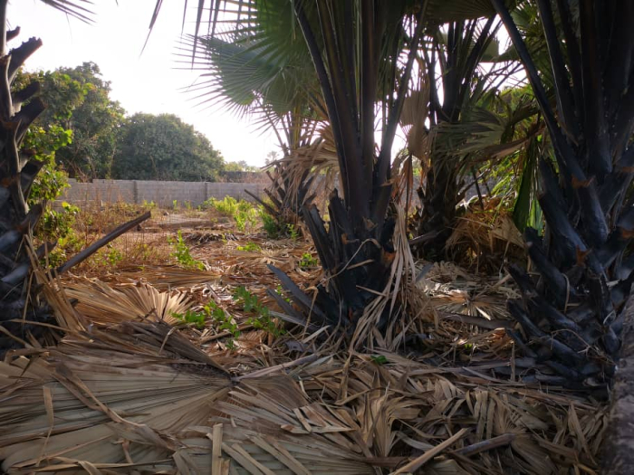 Sanyang seaview land for sale 20 x 20 meters for D350,000 for cash